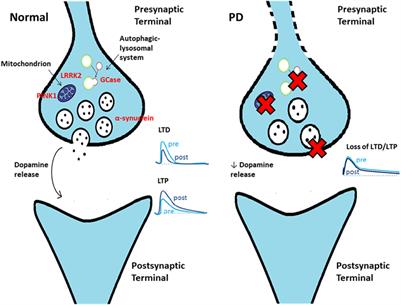 Frontiers | Centrality Of Early Synaptopathy In Parkinson’s Disease